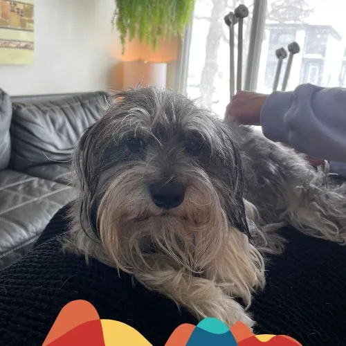 A dog receiving a distance Biofield Tuning